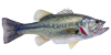 Large-Mouth-Bass-icon