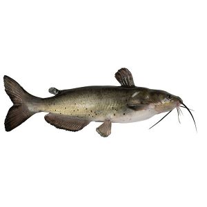 Channel Catfish – MyFishTruck