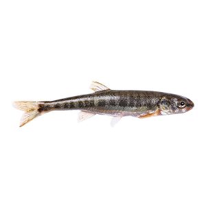Fathead Minnow Myfishtruck