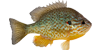 redear-sunfish-icon