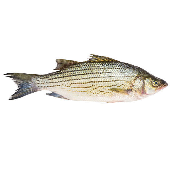 Hybrid Striped Bass – MyFishTruck