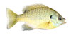 sunfish-icon